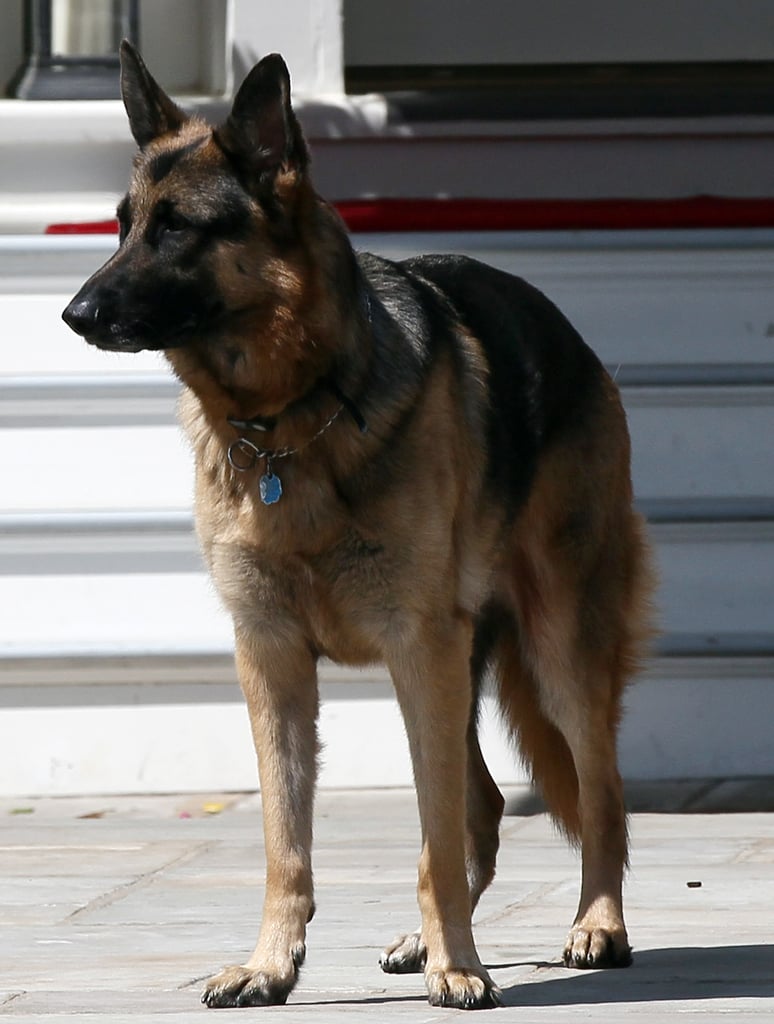 The Cutest Pictures of Joe Biden's Dogs, Champ and Major