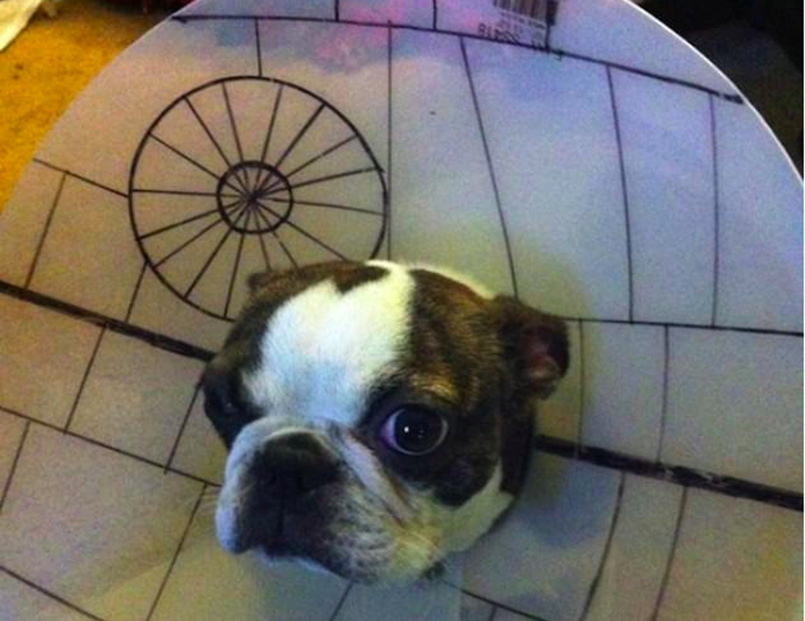 Cone of shame costume discount