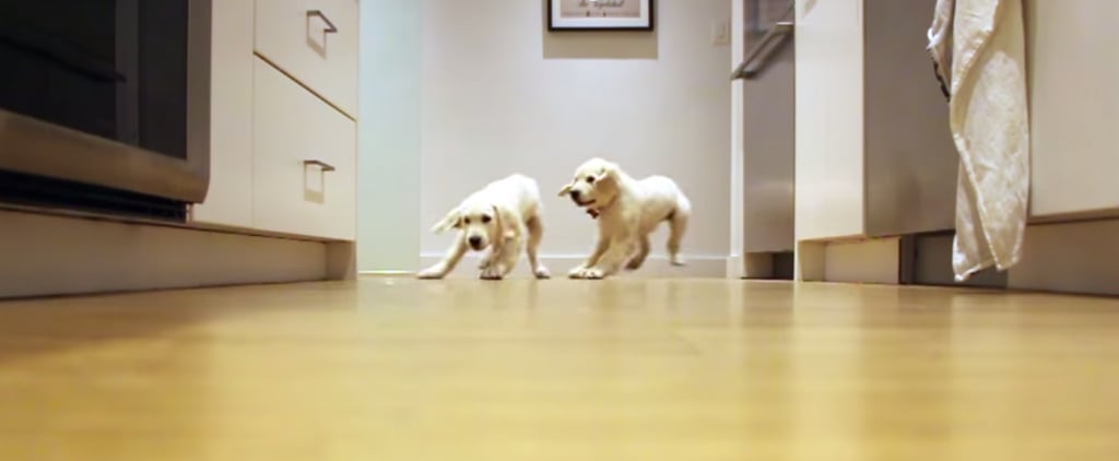 Golden Retriever Dogs Time-Lapse Video