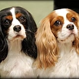 Cavalier King Charles Spaniel Pictures | POPSUGAR Pets
