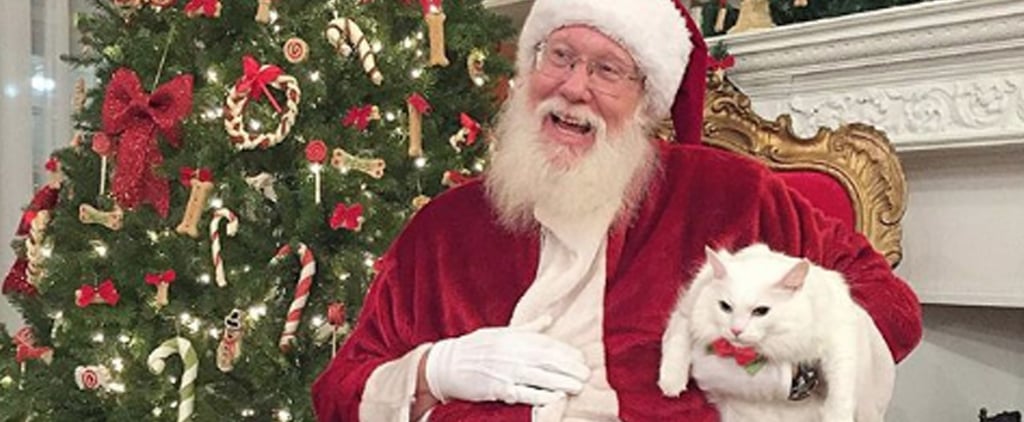 Funny Pictures of Cats Sitting on Santa's Lap
