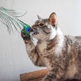 My Cats Are Obsessed With This Supersimple Toy: Decorative Peacock Feathers!