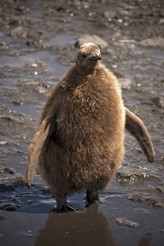 Antarctica King Penguins