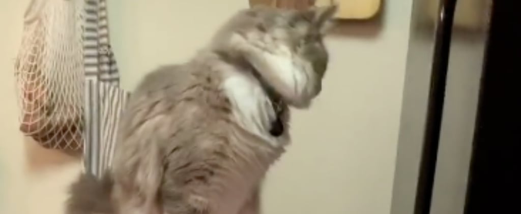 TikTok Video of Cat Falling Off Refrigerator Door