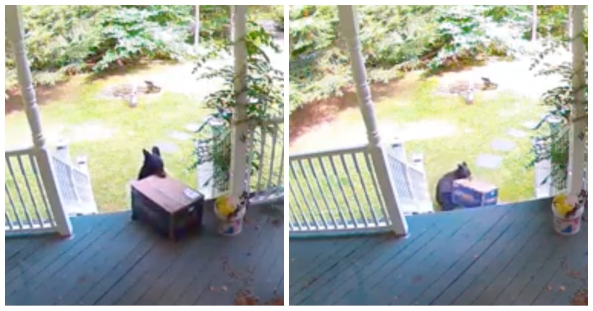 bear steals chewy box