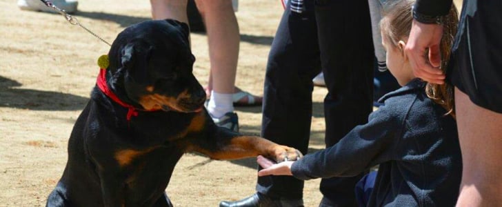 AKC Humane Fund Awards For Canine Excellence