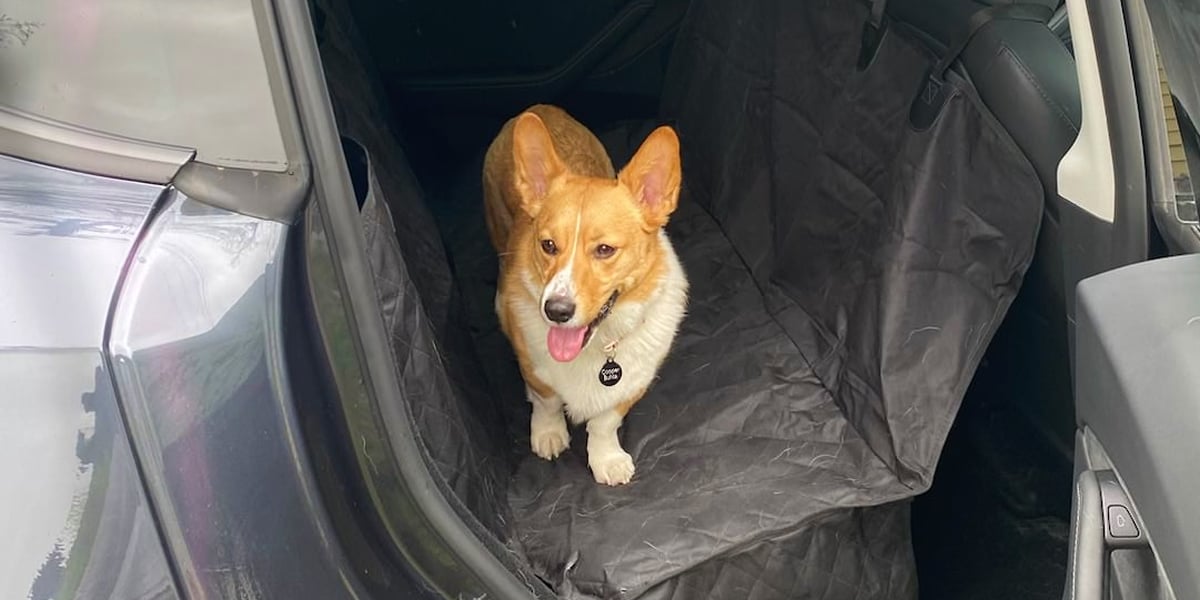Active Pets Premium Dog Car Seat Cover​ Review - Vimarsana News