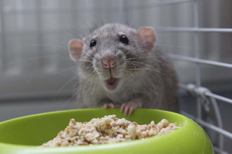 Good small pets outlet for college students