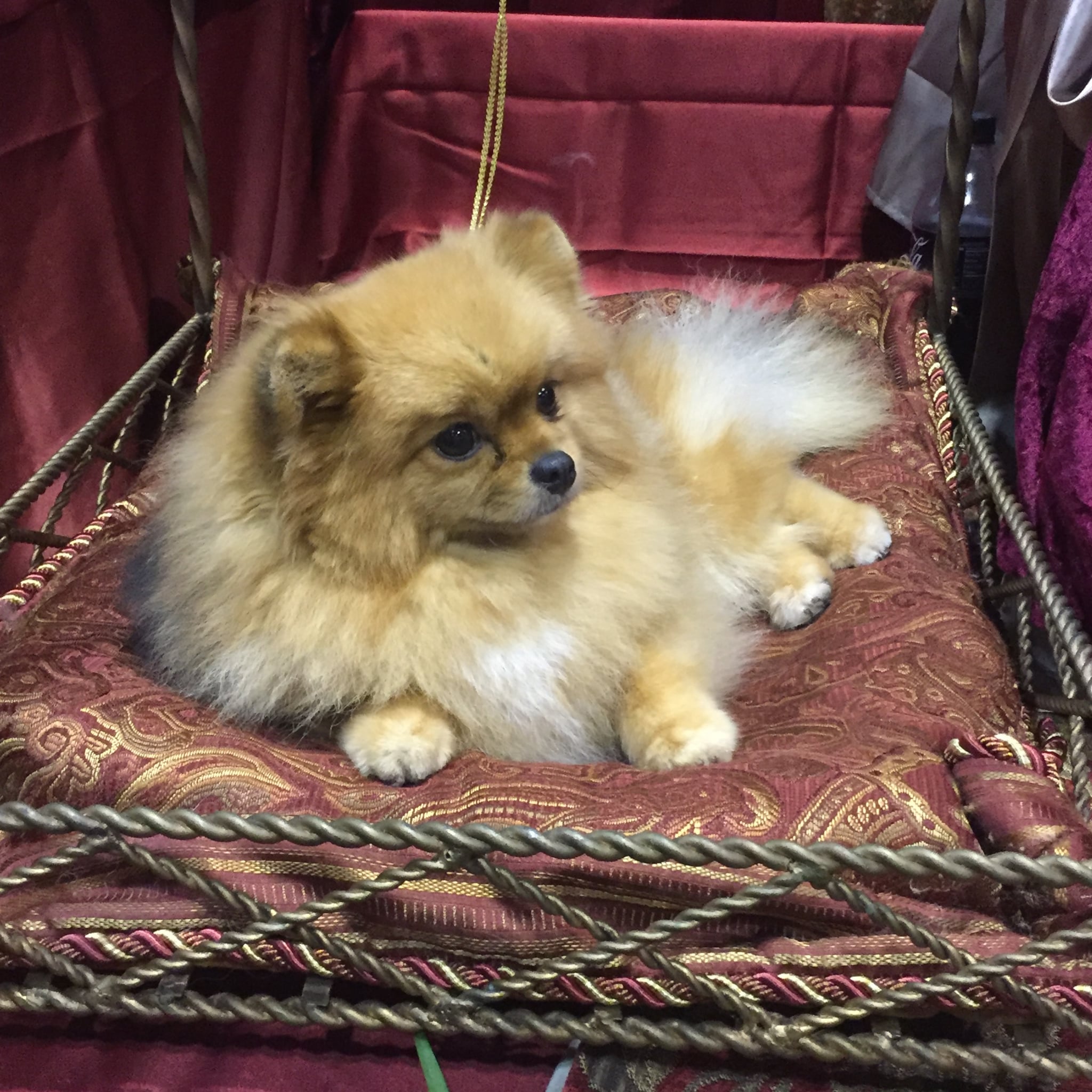 Everyone There Knows How To Pronounce Xoloitzcuintli This Is