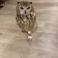 I'm Sorry, but Why Didn't Anyone Ever Tell Me Owls Run Like This?