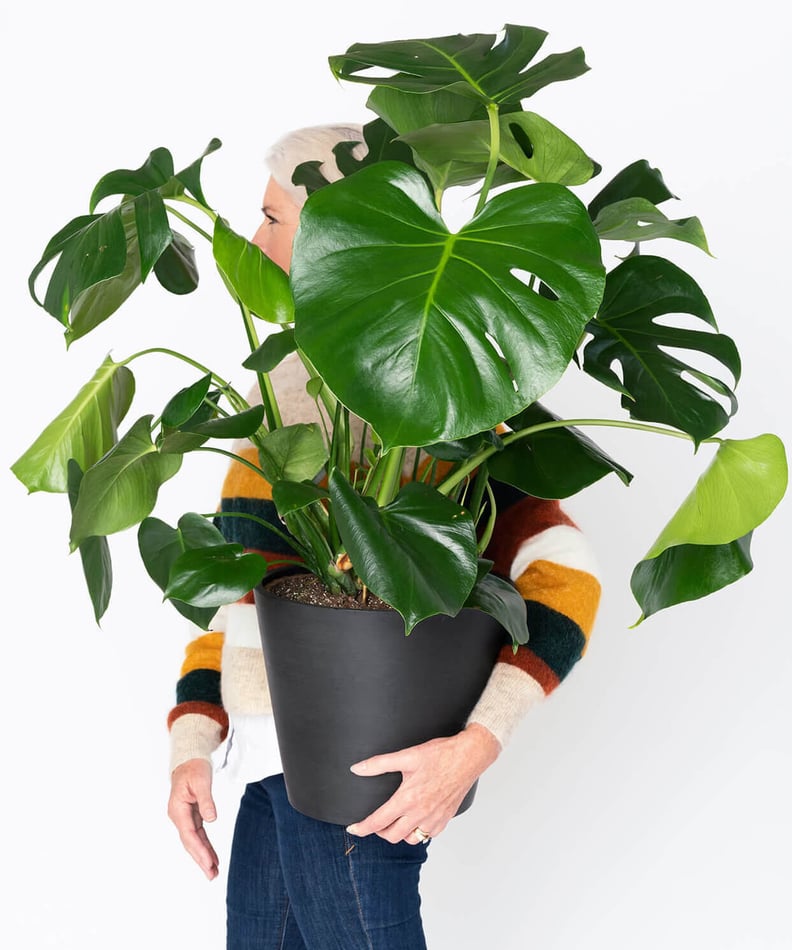 Potted Monstera Indoor Plant