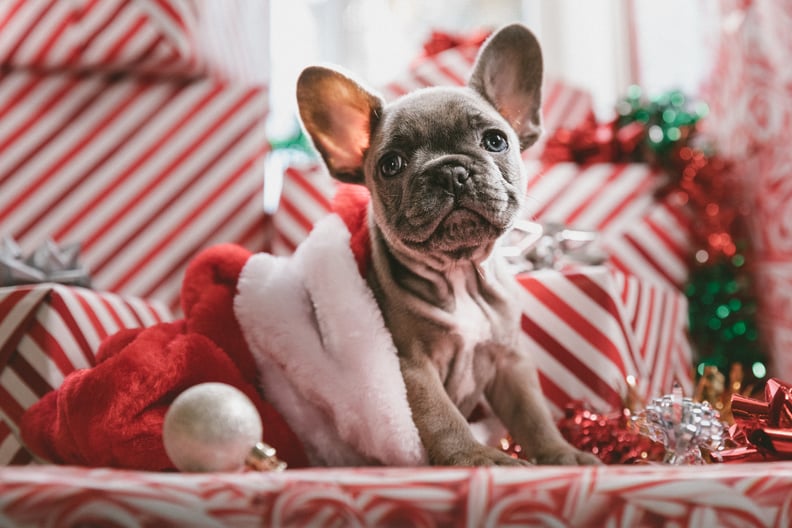 Trader Joe s Advent Calendar For Dogs POPSUGAR Family