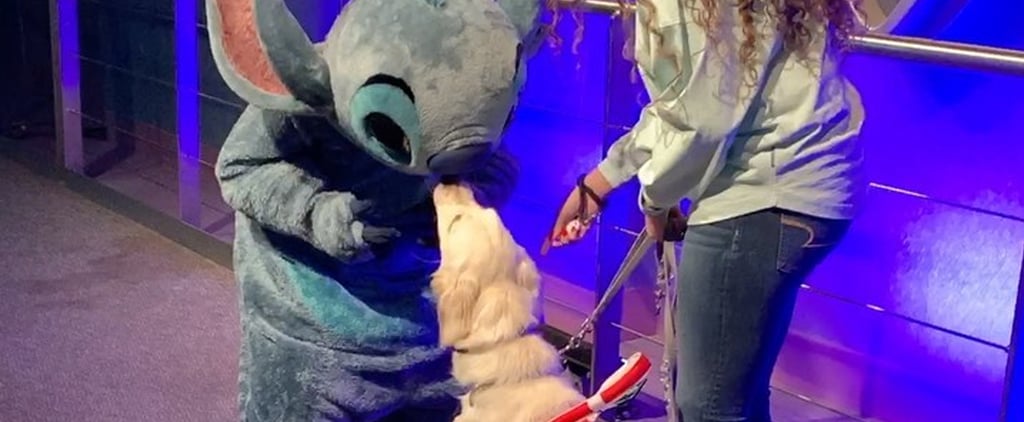 This Golden Retriever Meeting Her Favorite Disney Character Is Too Much Purity in One Video