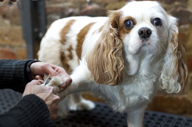 Be Very Careful When Trimming Nails At Home Dog Grooming