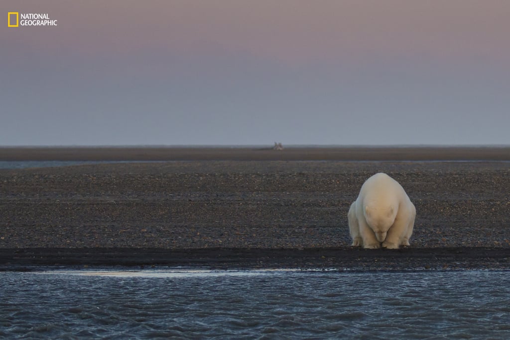 Environmental Issues, Third Honorable Mention — no snow, no ice?