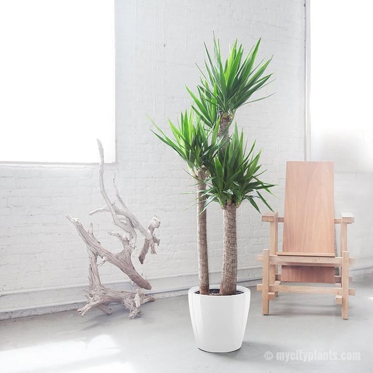 Yucca Cane Best Large Indoor Plants POPSUGAR Home Photo 52