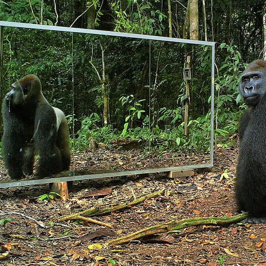 Animals Reaction to Mirror