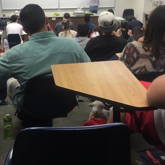 Pet Lamb in Classroom