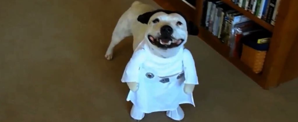 2-Legged Dog Costumes