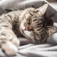 Wondering If Your Cat Has a Cold? It's Possible — Here's What Vets Have to Say