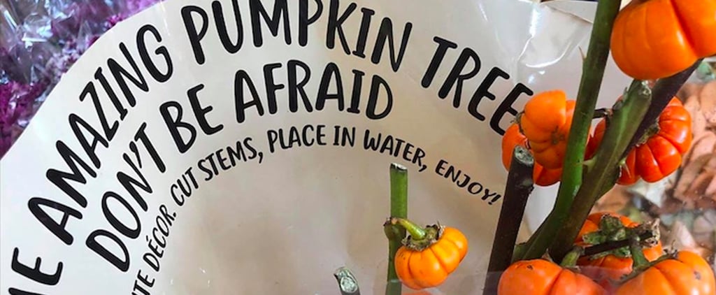 Trader Joe's Is Selling $8 Pumpkin Trees, and I Just Found My New Fall Centerpiece