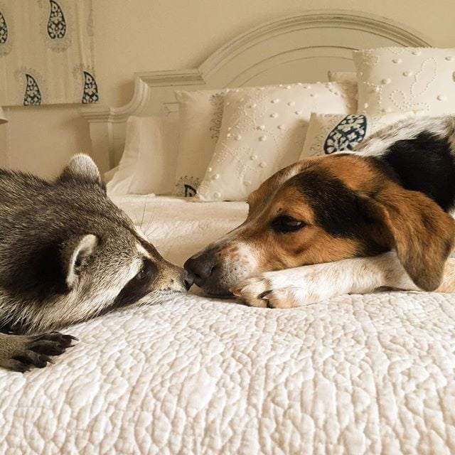 Raccoon That Lives With Dogs | Instagram