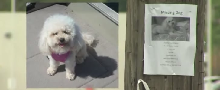 Lost Dog Finds Her Way Home