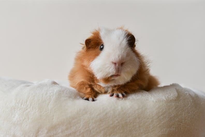 What is the Average Lifespan of a Guinea Pig, Life Expectancy