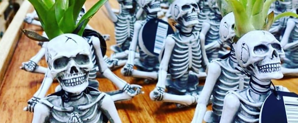 Trader Joe's Yoga Skeleton Air Plants Are Back For 2021