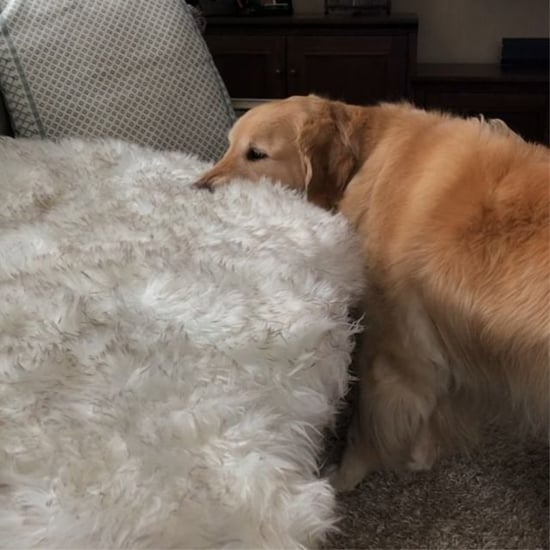 Golden Retriever Who Steals Things