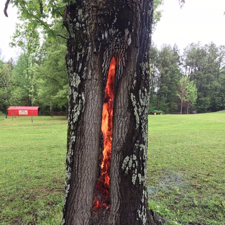 Lightning Strike Tree Photo | POPSUGAR News
