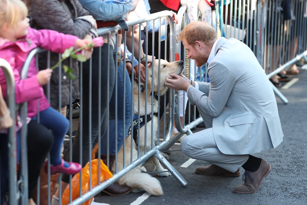 Prince Harry Petting Dogs in Sussex October 2018