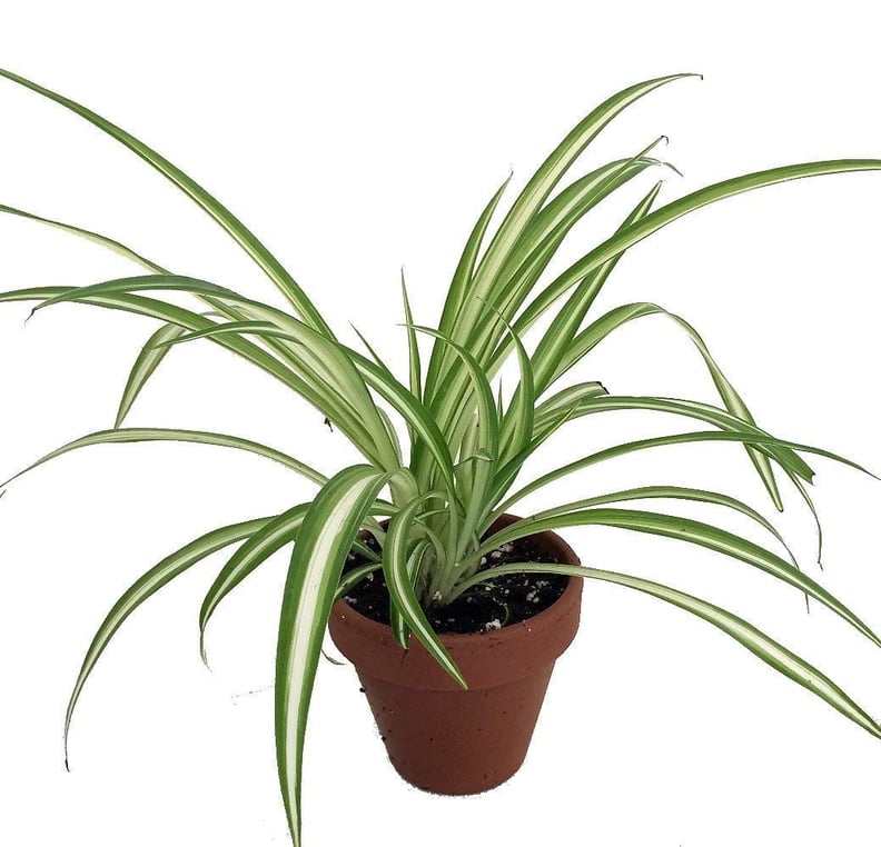 An Air-Purifying Plant: Spider Plant