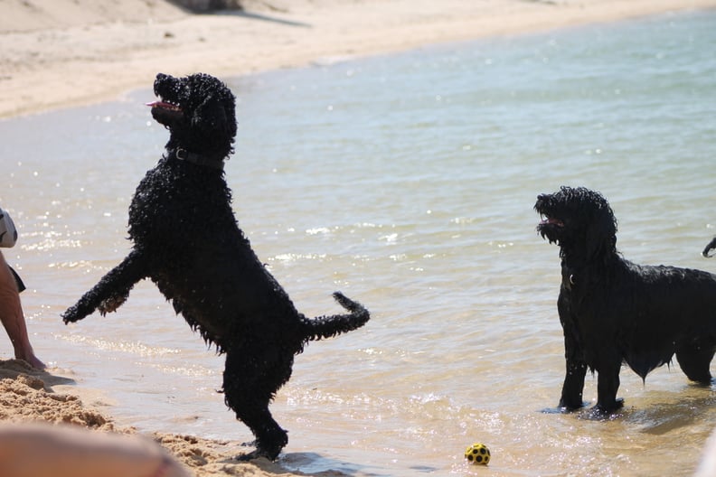 Portuguese Water Dogs — Algarve, Portugal