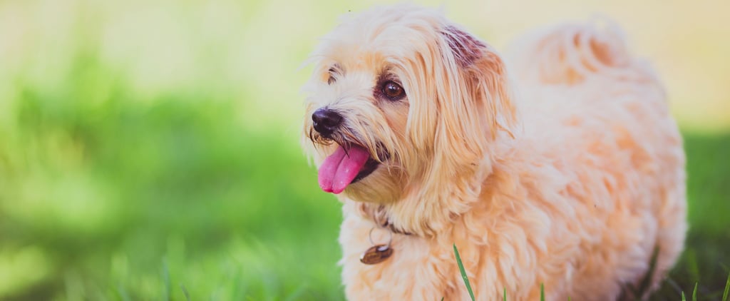 Heart-Healthy Foods For Dogs