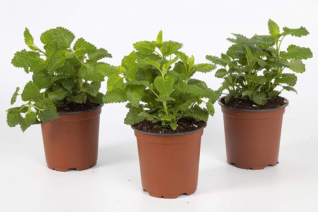 Lemon Balm Plant