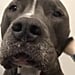 Dog Does Beauty Tutorials