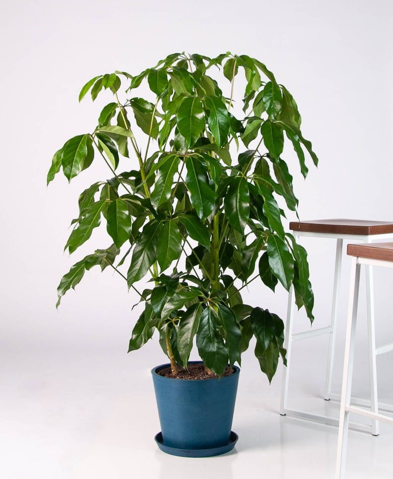 Potted Schefflera Amate Indoor Plant