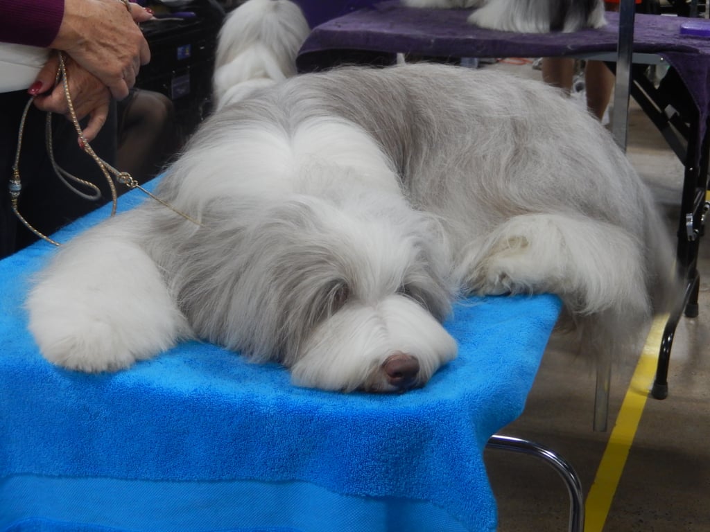Backstage at the 2015 National Dog Show