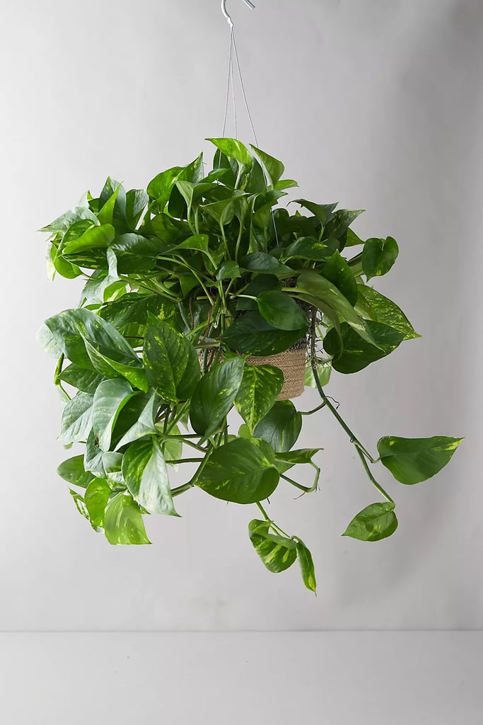 A Hanging Plant: Pothos Plant in Hanging Jute Basket