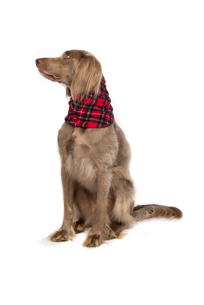 Gold Paw Series Snood ($28 and up)