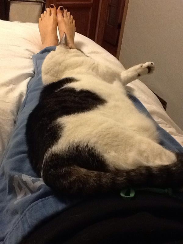 Caitriona Balfe's Cat, Eddie