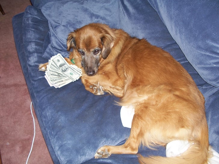 This Nest Egg Won't Crack Pictures of Cute Dogs With Money POPSUGAR