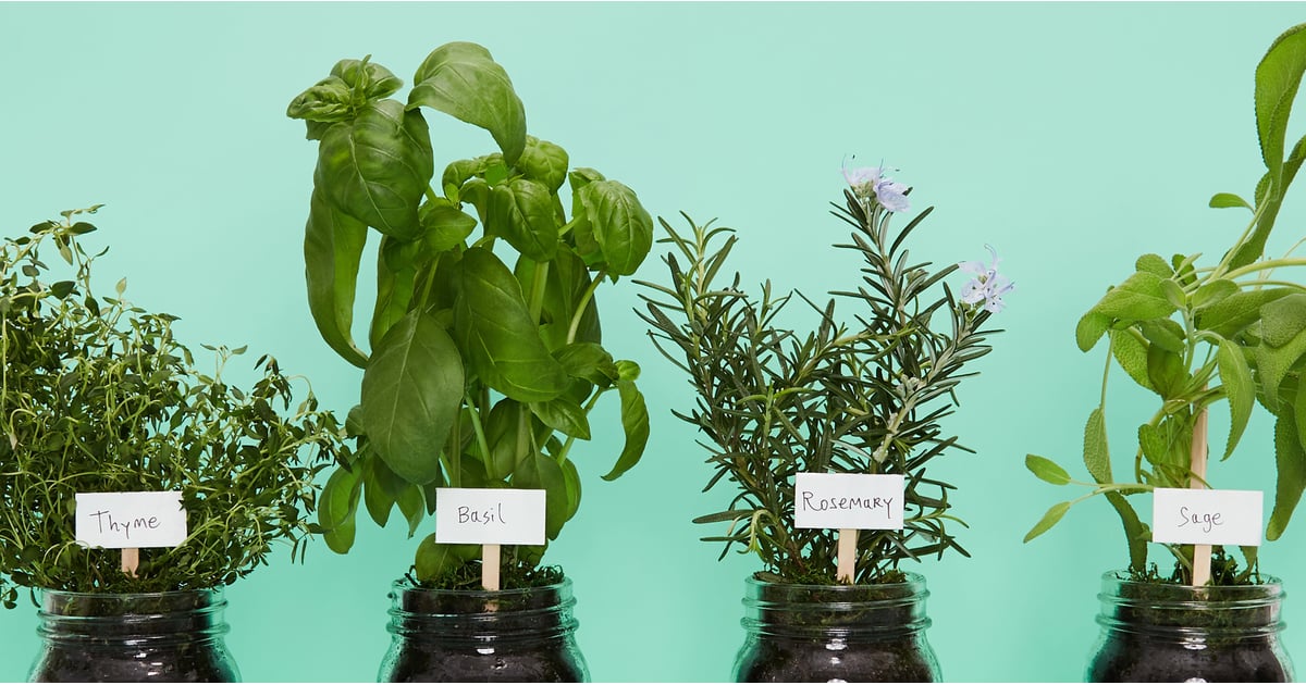 How to Bring Nature Indoors | POPSUGAR Home