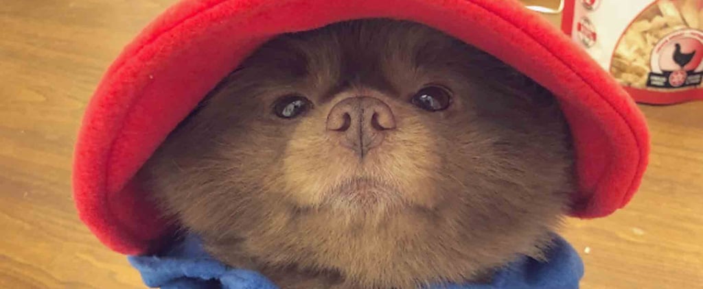 Pomeranian Dressed Up as Paddington Bear