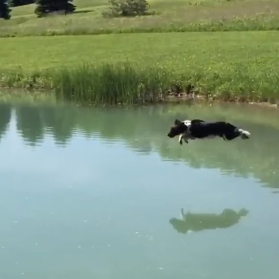 Video of Dog Jumping Into Water Over and Over