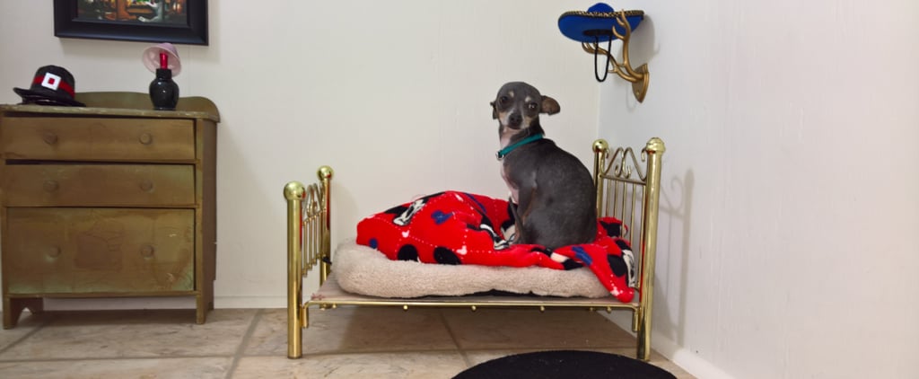 Miniature Bedroom For Chihuahua