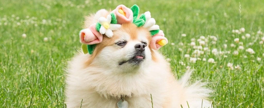 Cute Dog Flower Crown