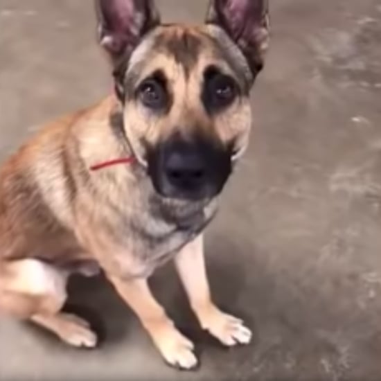 German Shepherd Fails Service Dog Test | Viral Video