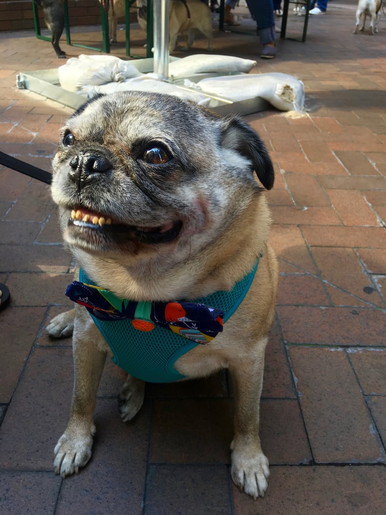 Pug With Pearly Whites